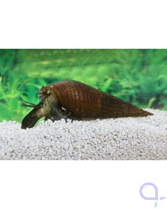Langnasenschnecke - Stenomelania torulosa