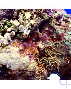 Lebendgestein - Bewuchs