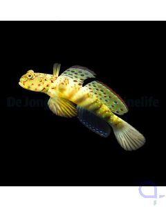 Cryptocentrus leptocephalus - Rottupfen-Wächtergrundel