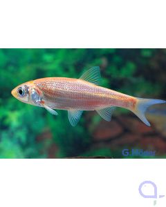 Goldorfe - Leuciscus idus 