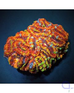 Acanthastrea lordhowensis Ultra