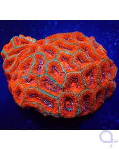 Acanthastrea lordhowensis Rot