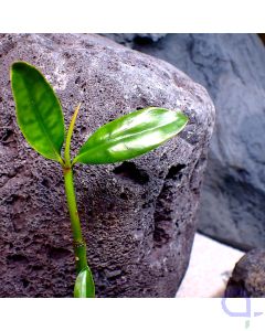 Rote Mangrove - Detail - VvH