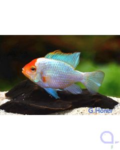 Schmetterlingsbuntbarsch - Electric Blue Gold Head - Mikrogeophagus ramirezi 