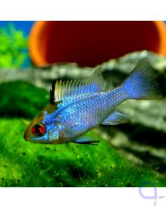 Schmetterlingsbuntbarsch Electric Blue - Mikrogeophagus ramirezi -VvH - Ansicht