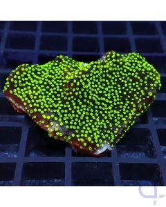 Montipora hoffmeisteri - Green #77