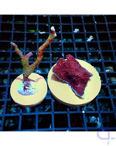 Korallenset - Montipora - Red Bubblegum