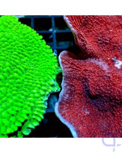 Montipora - Korallenset - Detail