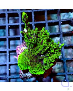 Montipora crazy - Filter- VvH