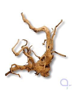 Rote Moorwurzel - Ansicht