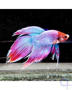 Kampffisch Veiltail  Pink