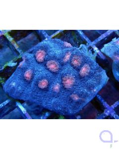 Mycedium elephantotus - Elefantenhaut-Koralle - Ableger