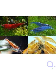 Bunter Garnelen Mix - 15 x Neocaridina davidii
Bildmaterial Copyright Frank Schenk