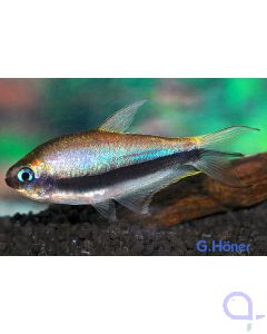 Kaisertetra - Kaisersalmler - Nematobrycon palmeri 