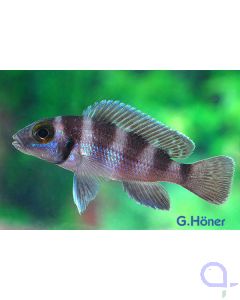 Fünfstreifen Tanganjikaseebuntbarsch - Neolamprologus tretocephalus 