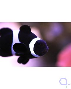 Amphiprion ocellaris black - Schwarzer Falscher Clown - Anemonenfisch