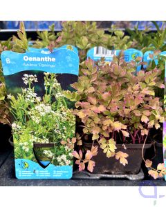 Oenanthe fistulosa Flamingo - Röhriger bunter Wasserfenchel