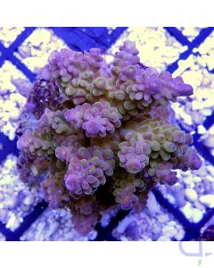 Acropora grandis - wysiwyg Korallen Foto