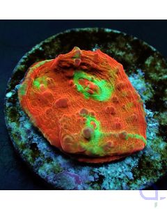 Oxypora lacera Ultra Chalice