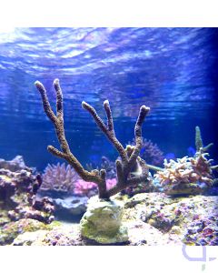 Montipora digitata - Oliv-Braun M