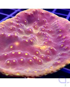 Turbinaria reniformis - Golden Polyp #65