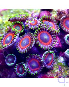 Zoanthus - Watermelon #59