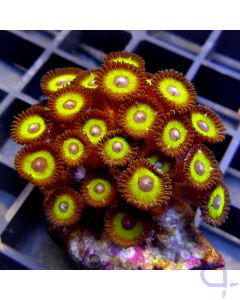 Zoanthus - Neon Yellow #33