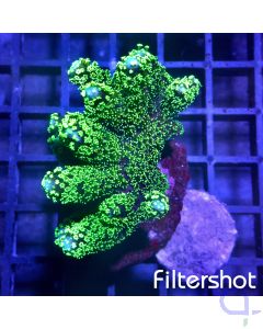 Stylophora - Neon Fingers #90