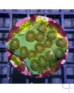 Turbinaria peltata - Green #77