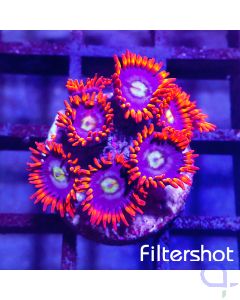 Zoanthus - Fire and Ice #40