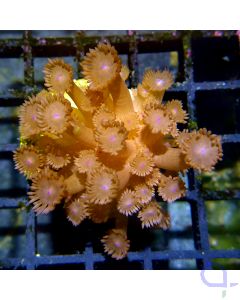 Goniopora - Purple Mouth #16