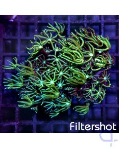 Tubipora musica - Green #51