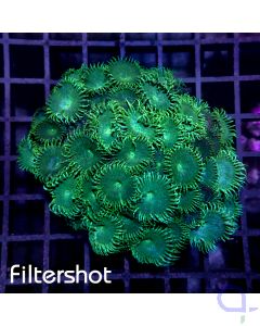 Zoanthus Green People Eater - Ableger
