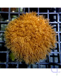 Erythropodium caribaeorum - Nature