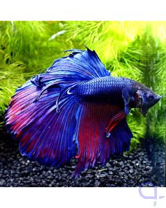 Kampffisch Halfmoon Blau-Lila - Männchen - Betta splendens