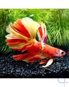Kampffisch Halfmoon - Red Orange Nemo - Betta splendens *Gn22