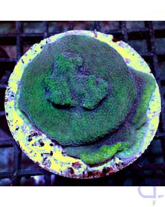 Montipora - Poker - Filter
