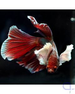 Kampffisch Halfmoon Dumbo - Weiß Rot - Betta splendens *26