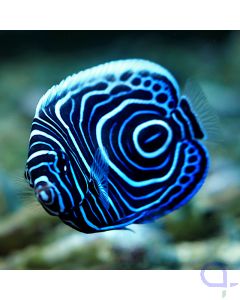 Pomacanthus imperator - Imperator-Kaiserfisch Ansicht