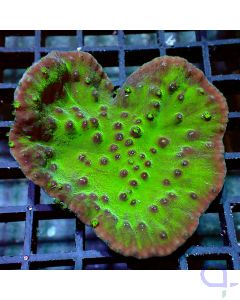 Echinophyllia - Heart of the Ocean - Filter