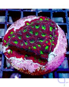 Favites - Premium Rot - Filter