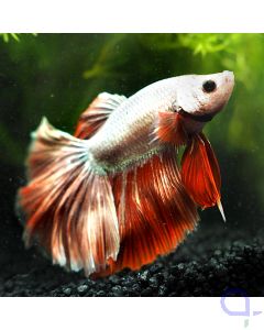 Kampffisch Halfmoon - White Red - Betta splendens *09