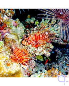Pterois antennata - Antennen-Feuerfisch - Malediven