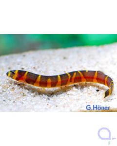 Geflecktes Dornauge - Pangio kuhli