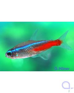 Neonsalmler - Paracheirodon innesi