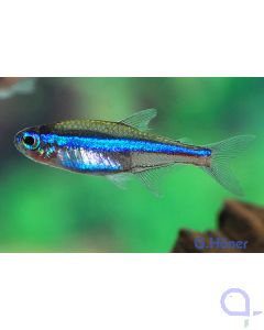 Blauer Neon - Paracheirodon simulans - blauer Neonsalmler