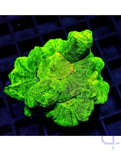 Pectinia alcicornis - Space Invader