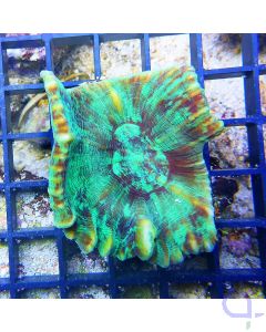 Pectinia alcicornis - Kamm-Koralle - Green Eye