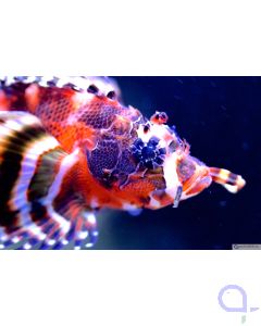 Dendrochirus biocellatus - Pfauenaugen-Zwergfeuerfisch