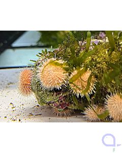 Salmacis sp. - Pink Lady Seeigel